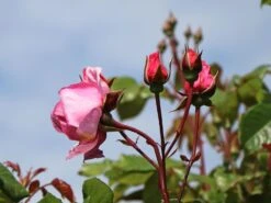 Kletterrose Parfuma ® 'Kiss Me Kate' ® -Günstiges Garten Zart Geschäft kletterrose parfuma kiss me kate m099254 w 2