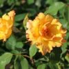Kletterrose 'Parure D'or' ® -Günstiges Garten Zart Geschäft kletterrose parure dor m122080 h 0