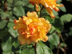 Kletterrose 'Parure D'or' ® -Günstiges Garten Zart Geschäft kletterrose parure dor m122080 w 1
