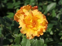 Kletterrose 'Parure D'or' ® -Günstiges Garten Zart Geschäft kletterrose parure dor m122080 w 2