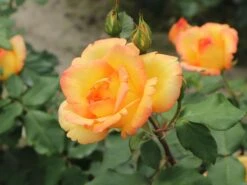 Kletterrose 'Parure D'or' ® -Günstiges Garten Zart Geschäft kletterrose parure dor m122080 w 3