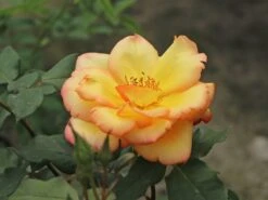 Kletterrose 'Parure D'or' ® -Günstiges Garten Zart Geschäft kletterrose parure dor m122080 w 4