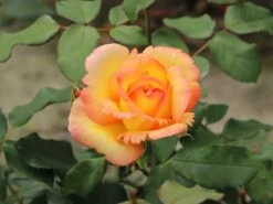 Kletterrose 'Parure D'or' ® -Günstiges Garten Zart Geschäft kletterrose parure dor m122080 w 6