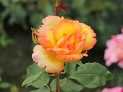 Kletterrose 'Parure D'or' ® -Günstiges Garten Zart Geschäft kletterrose parure dor m122080 w 7