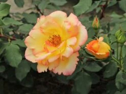 Kletterrose 'Parure D'or' ® -Günstiges Garten Zart Geschäft kletterrose parure dor m122080 w 9