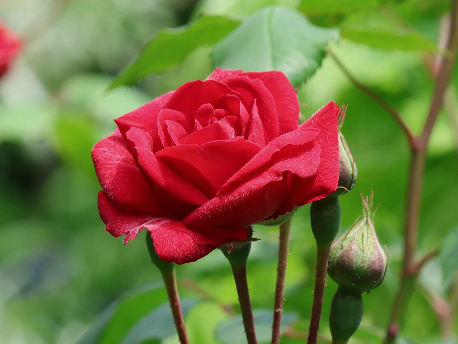 Kletterrose 'Paul's Scarlet Climber' 4 Kletterrose 'Paul's Scarlet Climber' – Bild 2