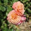 Kletterrose 'Peach Melba' ® -Günstiges Garten Zart Geschäft kletterrose peach melba m113589 h 0