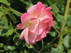 Günstiges Garten Zart Geschäft -Günstiges Garten Zart Geschäft kletterrose peach melba m113589 w 2