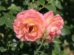 Kletterrose 'Peach Melba' ® -Günstiges Garten Zart Geschäft kletterrose peach melba m113589 w 3