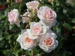 Günstiges Garten Zart Geschäft -Günstiges Garten Zart Geschäft kletterrose penny lane m003524 w 0
