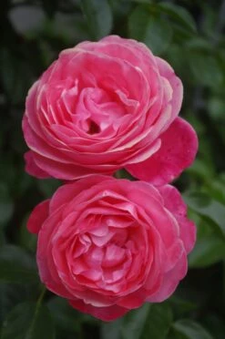 Kletterrose 'Rosanna' ® -Günstiges Garten Zart Geschäft kletterrose rosanna m003528 414582 0