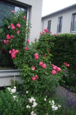 Kletterrose 'Rosanna' ® -Günstiges Garten Zart Geschäft kletterrose rosanna m003528 414582 1