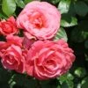 Kletterrose 'Rosanna' ®
