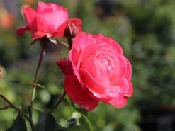 Kletterrose 'Rosanna' ® -Günstiges Garten Zart Geschäft kletterrose rosanna m003528 w 7