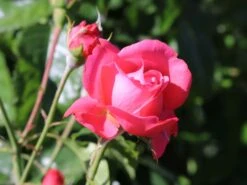 Kletterrose 'Rosanna' ® -Günstiges Garten Zart Geschäft kletterrose rosanna m003528 w 8