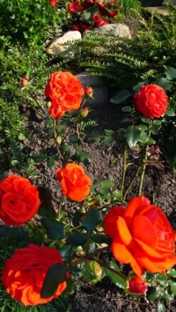 Kletterrose 'Salita' ® -Günstiges Garten Zart Geschäft kletterrose salita m002794 562531 0