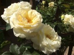 Kletterrose 'Schneewalzer' ® -Günstiges Garten Zart Geschäft kletterrose schneewalzer m005504 401538 0