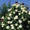 Kletterrose 'Schneewalzer' ®