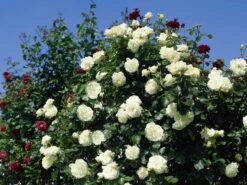 Kletterrose 'Schneewalzer' ®