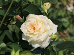 Kletterrose 'Schneewalzer' ® -Günstiges Garten Zart Geschäft kletterrose schneewalzer m005504 w 0