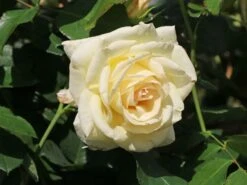 Kletterrose 'Schneewalzer' ® -Günstiges Garten Zart Geschäft kletterrose schneewalzer m005504 w 1