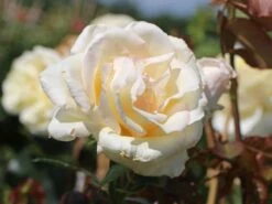 Kletterrose 'Schneewalzer' ® -Günstiges Garten Zart Geschäft kletterrose schneewalzer m005504 w 2