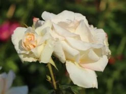 Kletterrose 'Schneewalzer' ® -Günstiges Garten Zart Geschäft kletterrose schneewalzer m005504 w 3