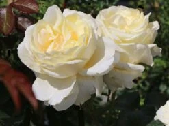 Kletterrose 'Schneewalzer' ® -Günstiges Garten Zart Geschäft kletterrose schneewalzer m005504 w 5