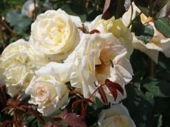 Kletterrose 'Schneewalzer' ® -Günstiges Garten Zart Geschäft kletterrose schneewalzer m005504 w 6