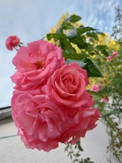 Kletterrose 'Shogun' ® 26 Kletterrose 'Shogun' ® -Günstiges Garten Zart Geschäft kletterrose shogun m005502 463618 0