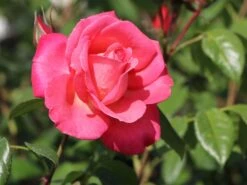 Kletterrose 'Shogun' ® 17 Kletterrose 'Shogun' ® -Günstiges Garten Zart Geschäft kletterrose shogun m005502 w 1