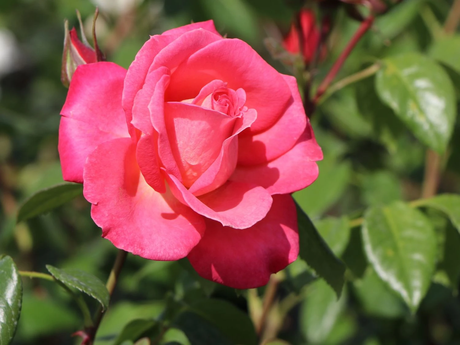 Kletterrose 'Shogun' ® 5 Kletterrose 'Shogun' ® – Bild 3