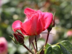 Kletterrose 'Shogun' ® 20 Kletterrose 'Shogun' ® -Günstiges Garten Zart Geschäft kletterrose shogun m005502 w 2