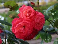 Kletterrose 'Shogun' ® 19 Kletterrose 'Shogun' ® -Günstiges Garten Zart Geschäft kletterrose shogun m005502 w 3