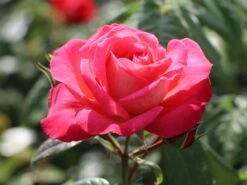 Kletterrose 'Shogun' ® 24 Kletterrose 'Shogun' ® -Günstiges Garten Zart Geschäft kletterrose shogun m005502 w 4