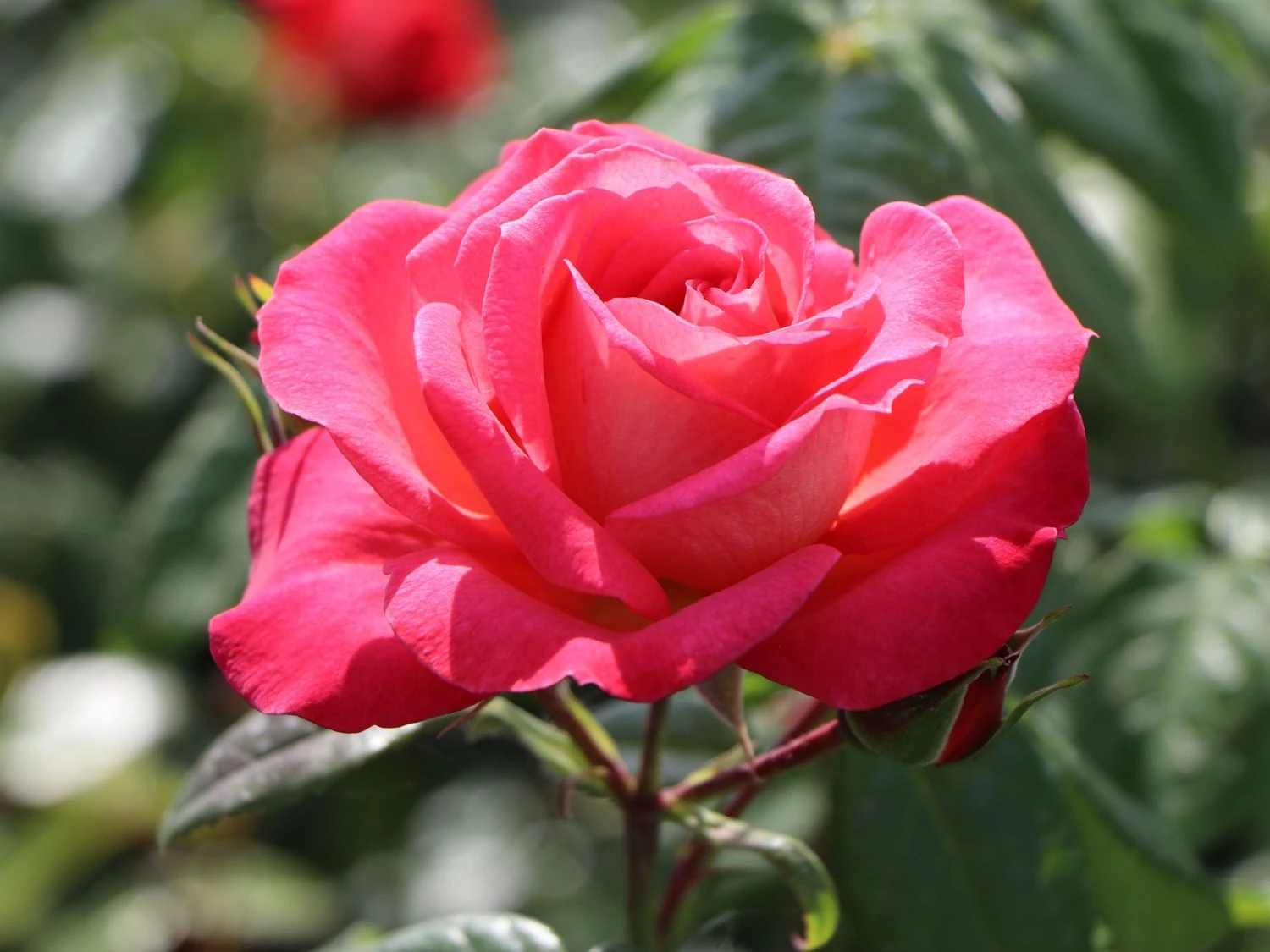 Kletterrose 'Shogun' ® 12 Kletterrose 'Shogun' ® – Bild 10