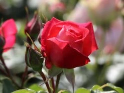 Kletterrose 'Shogun' ® 22 Kletterrose 'Shogun' ® -Günstiges Garten Zart Geschäft kletterrose shogun m005502 w 5