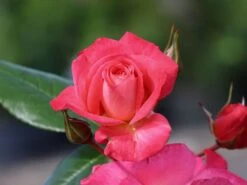 Kletterrose 'Shogun' ® 21 Kletterrose 'Shogun' ® -Günstiges Garten Zart Geschäft kletterrose shogun m005502 w 6