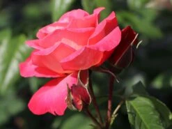 Kletterrose 'Shogun' ® 25 Kletterrose 'Shogun' ® -Günstiges Garten Zart Geschäft kletterrose shogun m005502 w 9