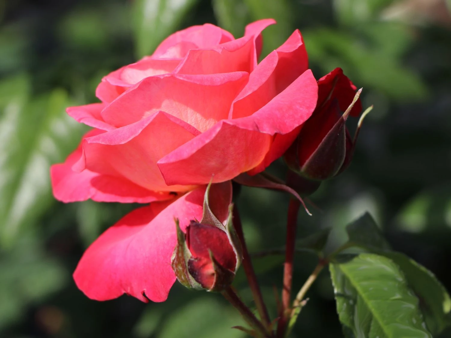 Kletterrose 'Shogun' ® 13 Kletterrose 'Shogun' ® – Bild 11