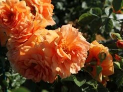 Kletterrose 'Skyline' 16 Kletterrose 'Skyline' -Günstiges Garten Zart Geschäft kletterrose skyline m114465 w 2