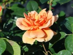 Kletterrose 'Skyline' 13 Kletterrose 'Skyline' -Günstiges Garten Zart Geschäft kletterrose skyline m114465 w 4