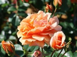 Kletterrose 'Skyline' 14 Kletterrose 'Skyline' -Günstiges Garten Zart Geschäft kletterrose skyline m114465 w 5