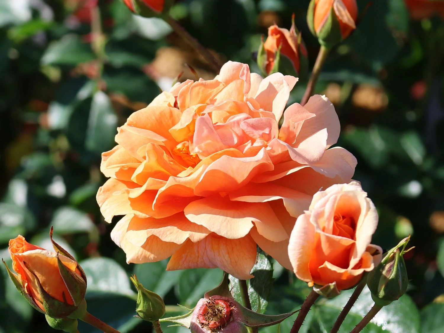 Kletterrose 'Skyline' 7 Kletterrose 'Skyline' – Bild 5