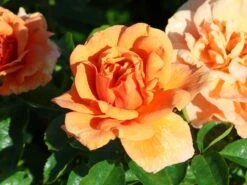 Kletterrose 'Skyline' 11 Kletterrose 'Skyline' -Günstiges Garten Zart Geschäft kletterrose skyline m114465 w 6