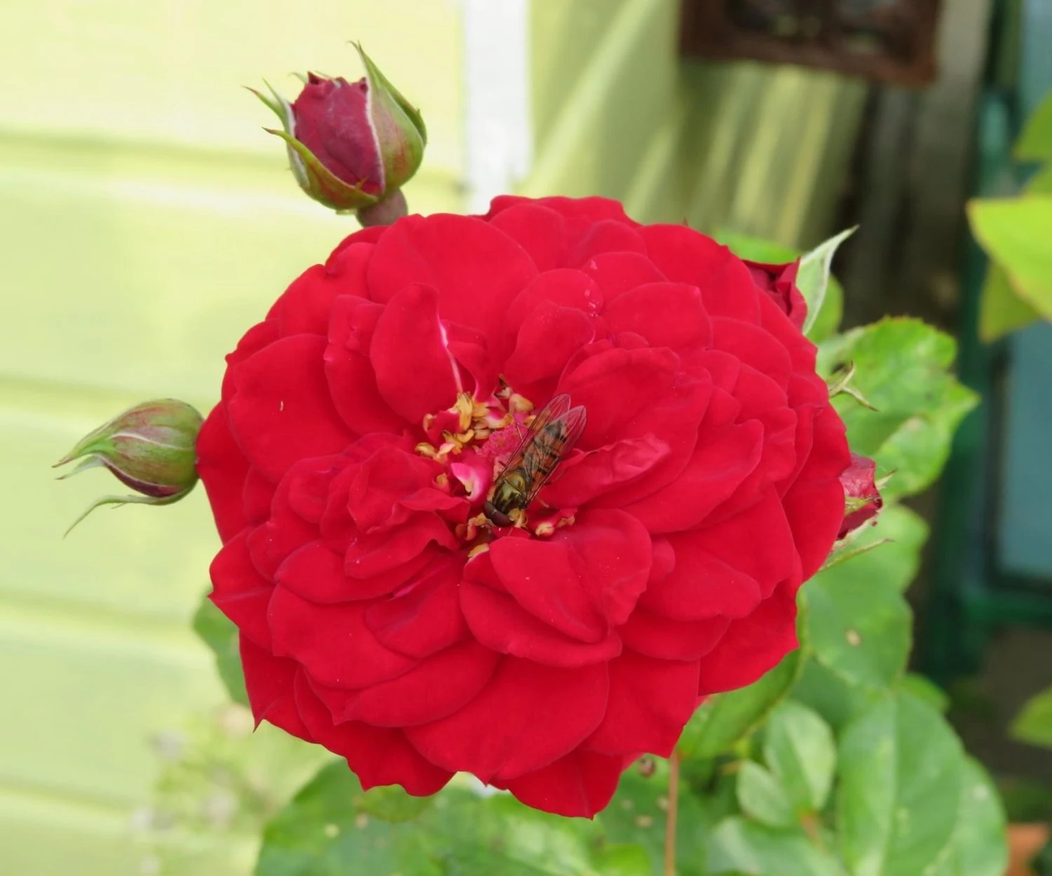 Kletterrose Starlet® Rose 'Natalie' ® 9 Kletterrose Starlet® Rose 'Natalie' ® – Bild 7