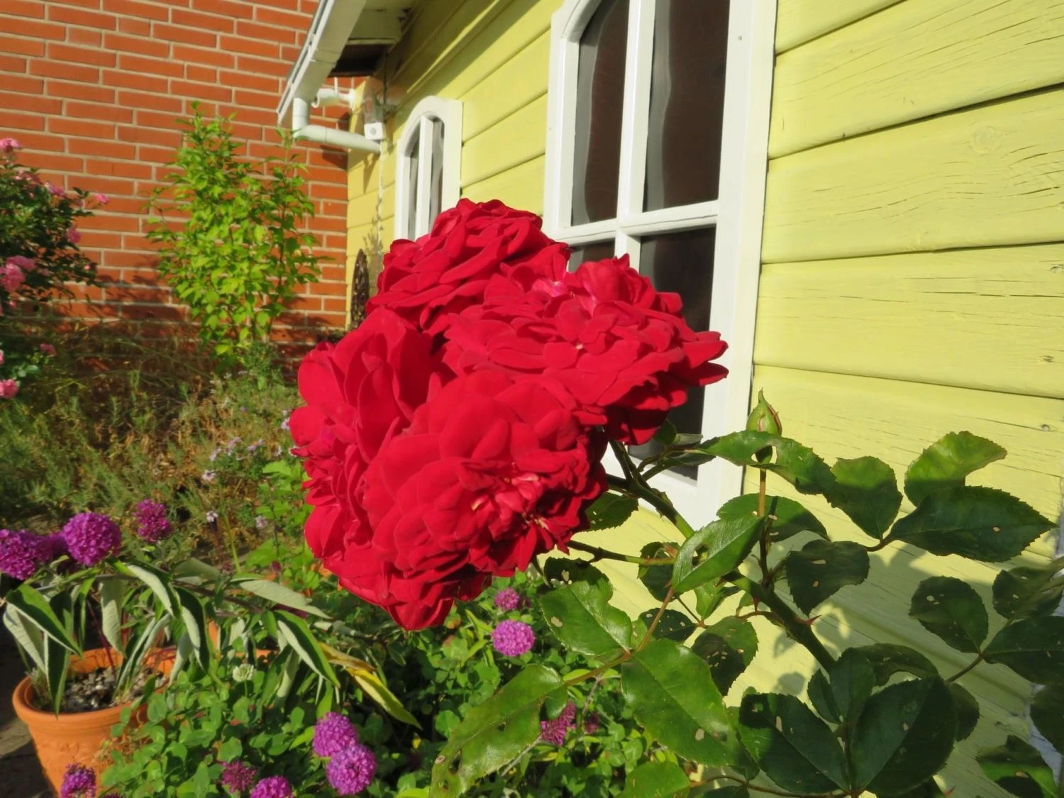 Kletterrose Starlet® Rose 'Natalie' ® 8 Kletterrose Starlet® Rose 'Natalie' ® – Bild 6