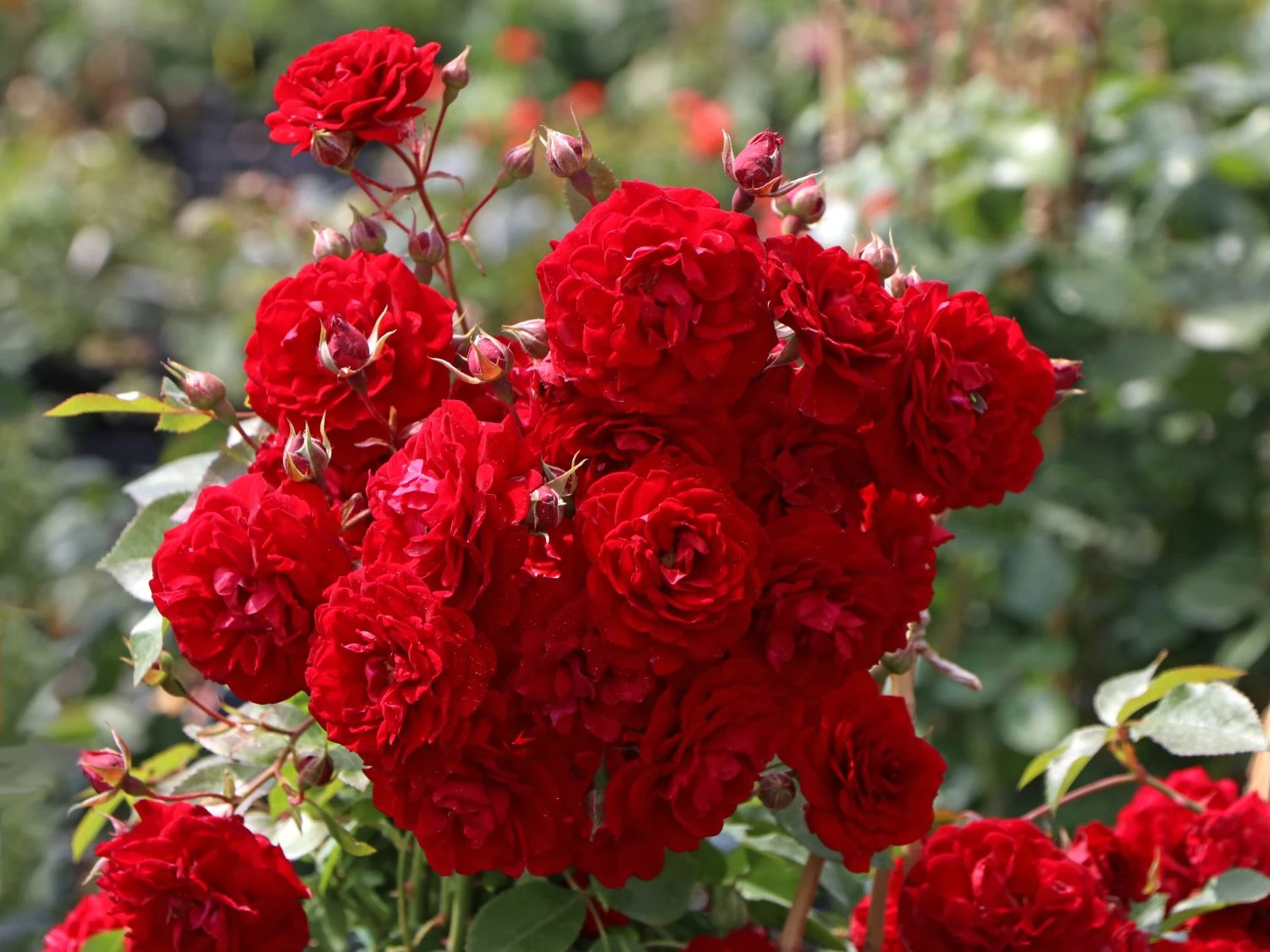 Kletterrose Starlet® Rose 'Natalie' ® 3 Kletterrose Starlet® Rose 'Natalie' ®