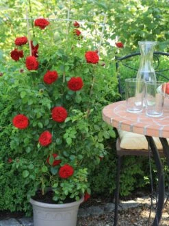 Kletterrose Starlet® Rose 'Natalie' ® 11 Kletterrose Starlet® Rose 'Natalie' ® -Günstiges Garten Zart Geschäft kletterrose starlet rose natalie m111215 w 0