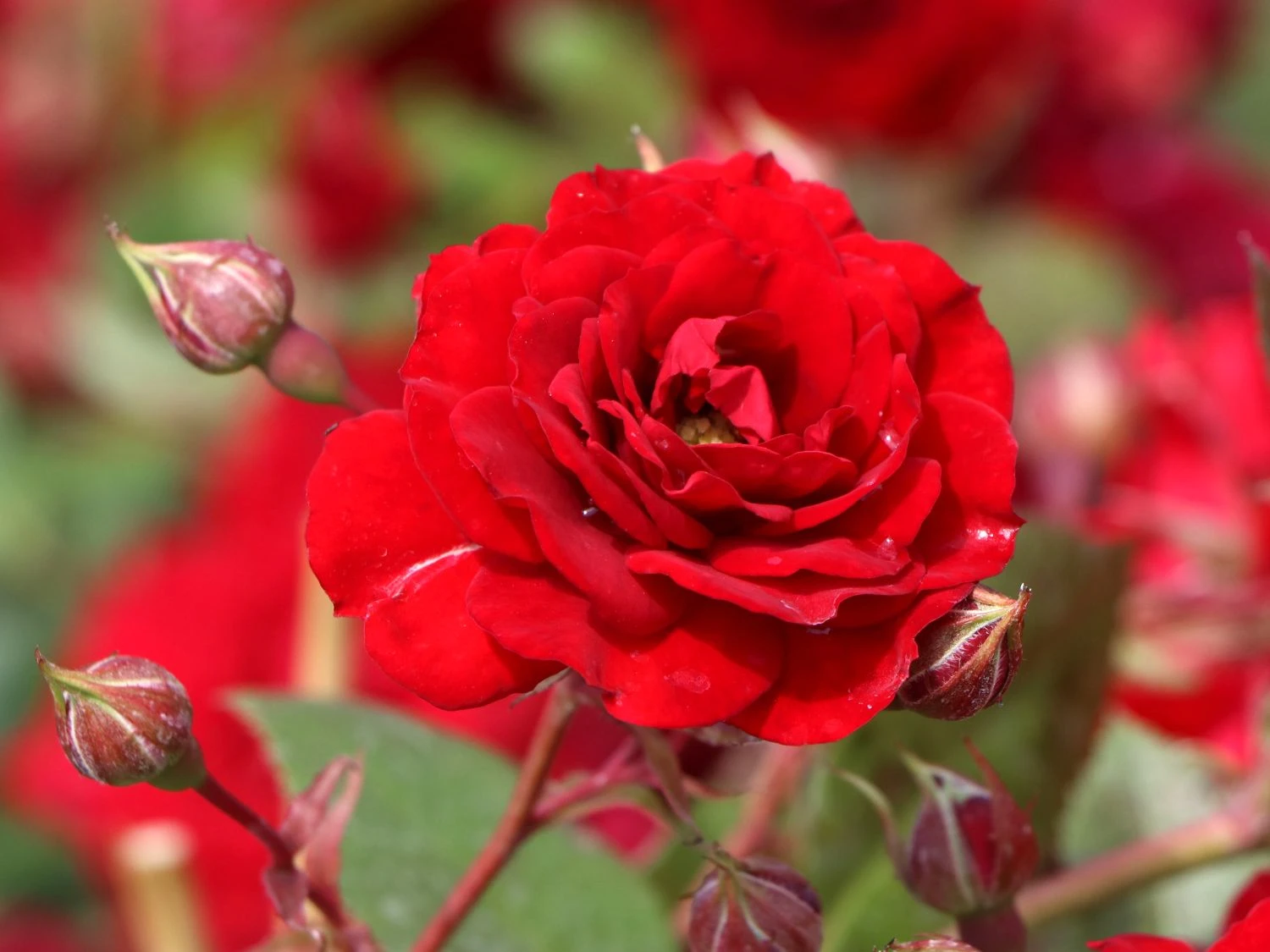 Kletterrose Starlet® Rose 'Natalie' ® 4 Kletterrose Starlet® Rose 'Natalie' ® – Bild 2